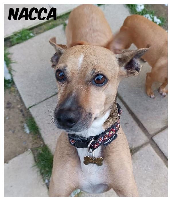 Nacca Dolcissima Cagnolina Taglia Piccola 