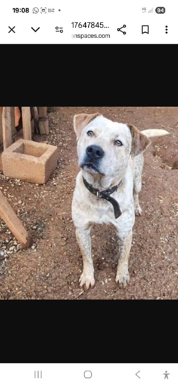 Flik Molossino Bellissimo 2Anni Dal Recinto Al Canile