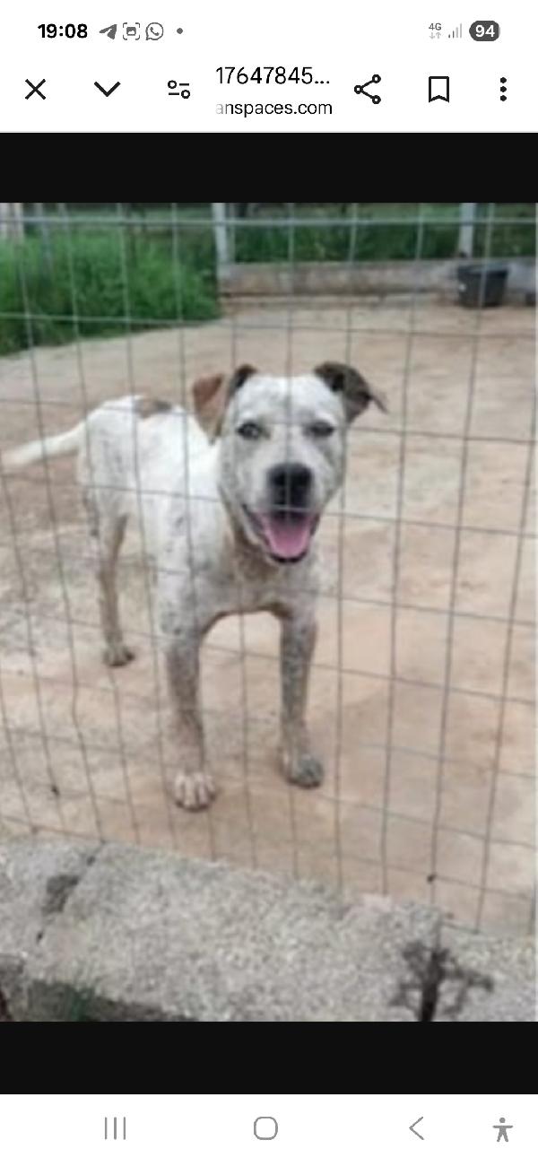 Flik molossino bellissimo 2anni dal recinto al canile Foto 2