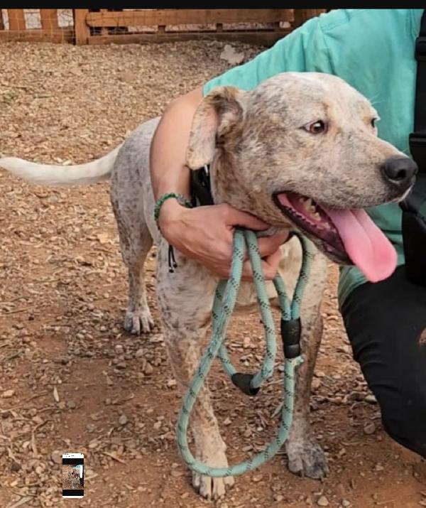 Flik molossino bellissimo 2anni dal recinto al canile Foto 3