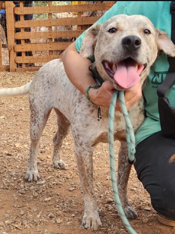 Flik molossino bellissimo 2anni dal recinto al canile Foto 4