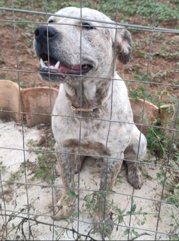 Flik molossino bellissimo 2anni dal recinto al canile Foto 5