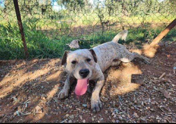 Flik molossino bellissimo 2anni dal recinto al canile Foto 6