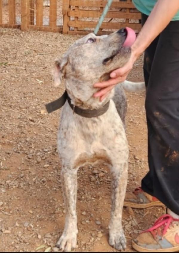 Flik molossino bellissimo 2anni dal recinto al canile Foto 7