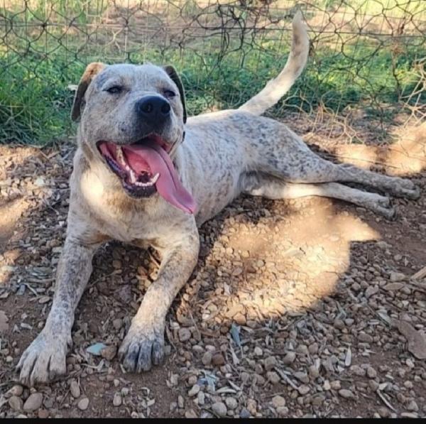 Flik molossino bellissimo 2anni dal recinto al canile Foto 8