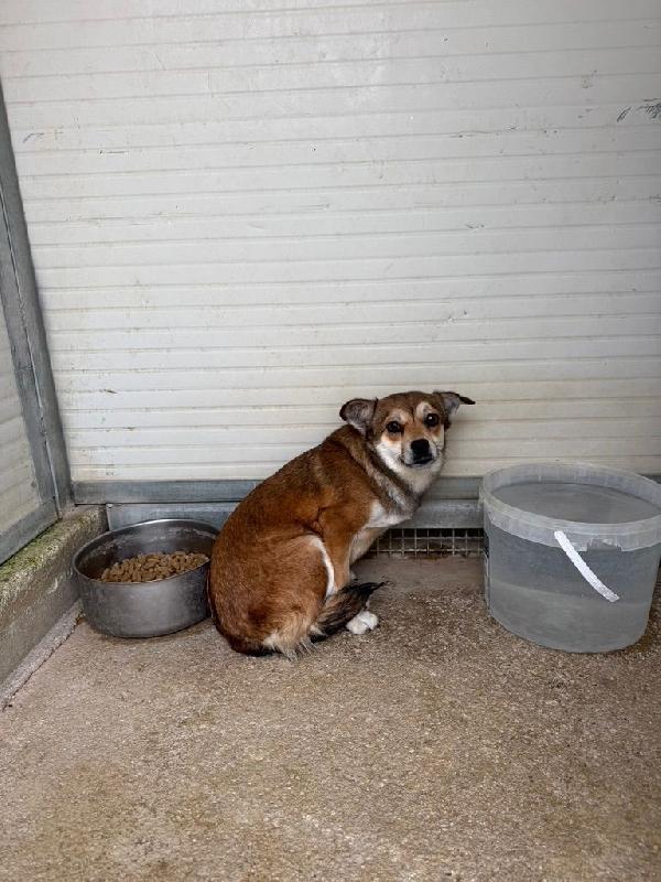 Jenna: taglia piccola super dolce  Foto 4