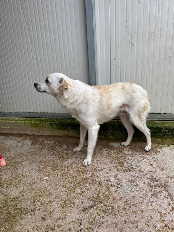 Boris: 1 anno taglia piccola  Foto 5