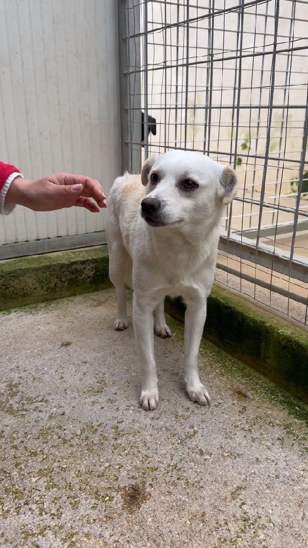 Boris: 1 anno taglia piccola  Foto 6