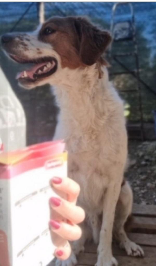 Mix Breton 3anni ok gatti nessuno lo nota.PUGLIA Foto 2