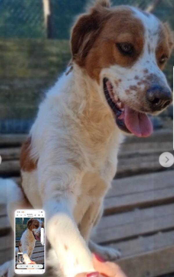 Mix Breton 3anni ok gatti nessuno lo nota.PUGLIA Foto 3