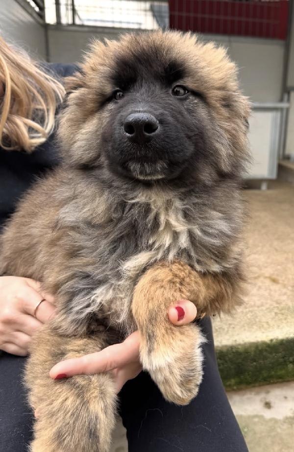 Bobby Splendido Dolce Cucciolotto Cerca Famiglia 