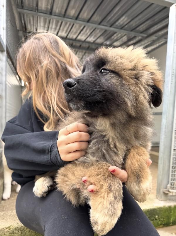 Bobby splendido dolce cucciolotto cerca famiglia  Foto 2