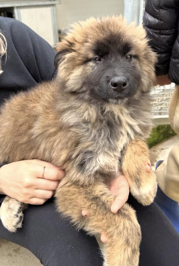 Bobby splendido dolce cucciolotto cerca famiglia  Foto 3