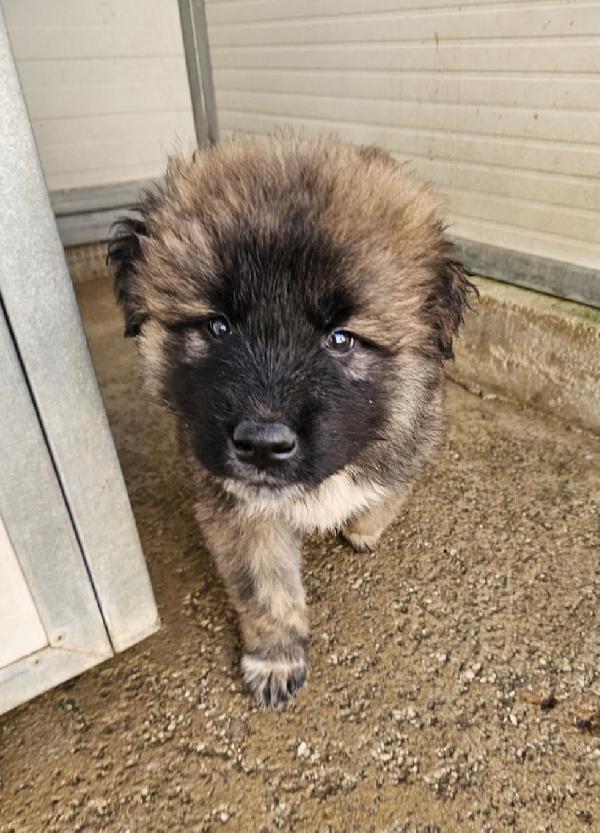 Bobby splendido dolce cucciolotto cerca famiglia  Foto 4