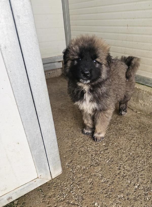 Bobby splendido dolce cucciolotto cerca famiglia  Foto 5