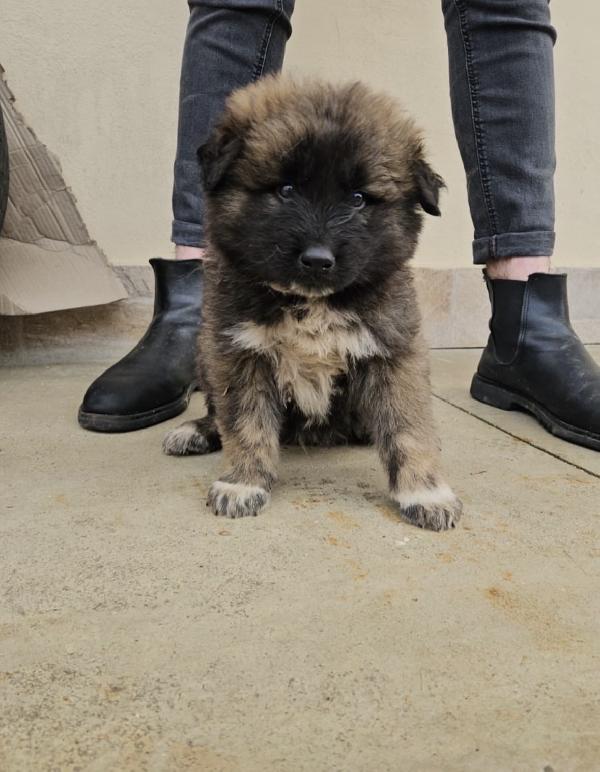 Bobby splendido dolce cucciolotto cerca famiglia  Foto 7