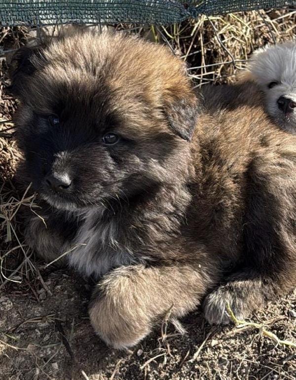 Bobby splendido dolce cucciolotto cerca famiglia  Foto 8