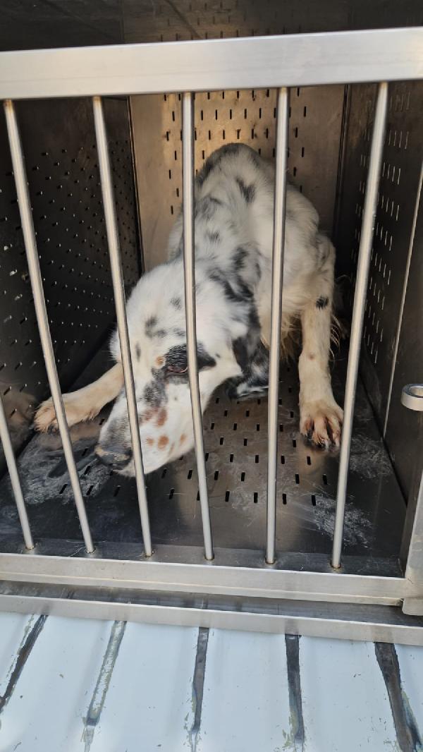 Zeus giovane Setter Inglese cerca famiglia  Foto 2