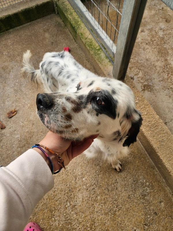 Zeus giovane Setter Inglese cerca famiglia  Foto 3