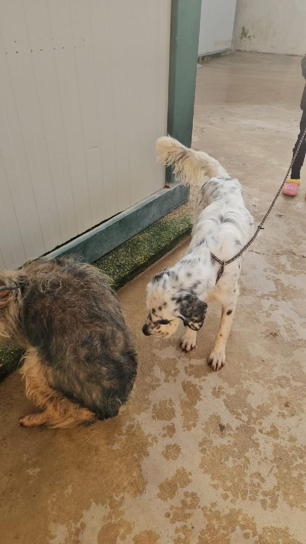 Zeus giovane Setter Inglese cerca famiglia  Foto 4