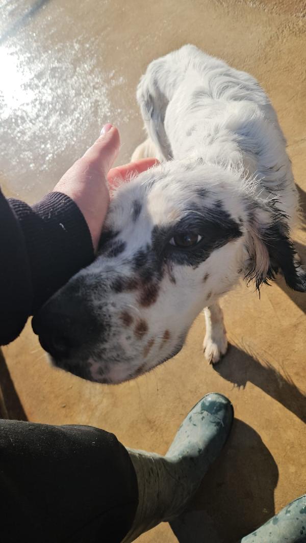 Zeus giovane Setter Inglese cerca famiglia  Foto 7