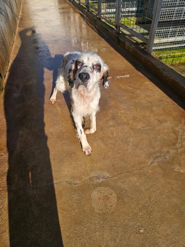 Zeus giovane Setter Inglese cerca famiglia  Foto 8