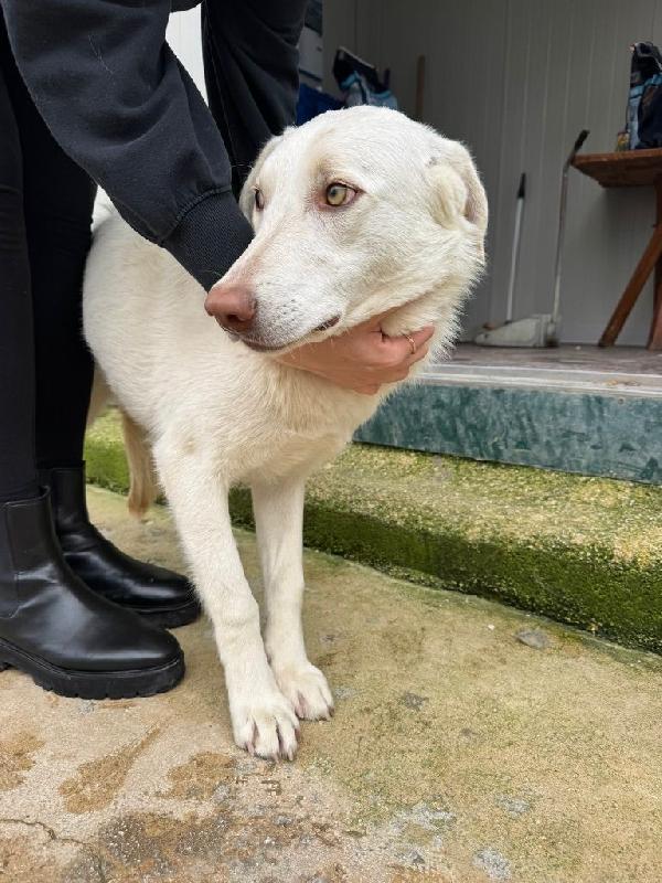 Chiara splendida giovanotta dagli occhi magnetici  Foto 4