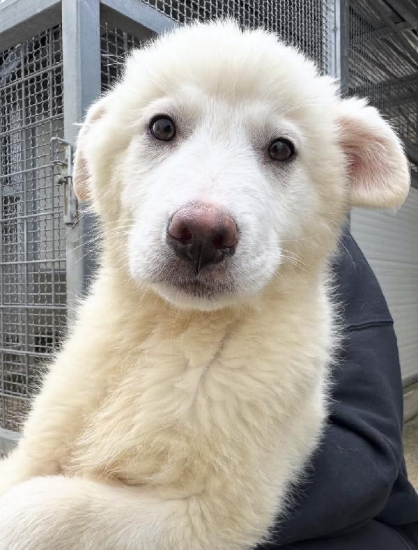 Patatina Splendida Dolce Cucciola Cerca Casa 