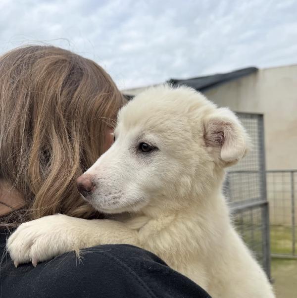 Patatina splendida dolce cucciola cerca casa  Foto 3