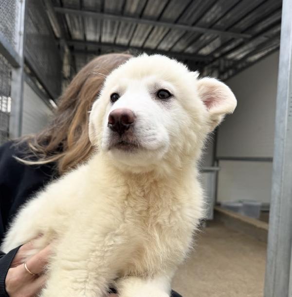 Patatina splendida dolce cucciola cerca casa  Foto 4