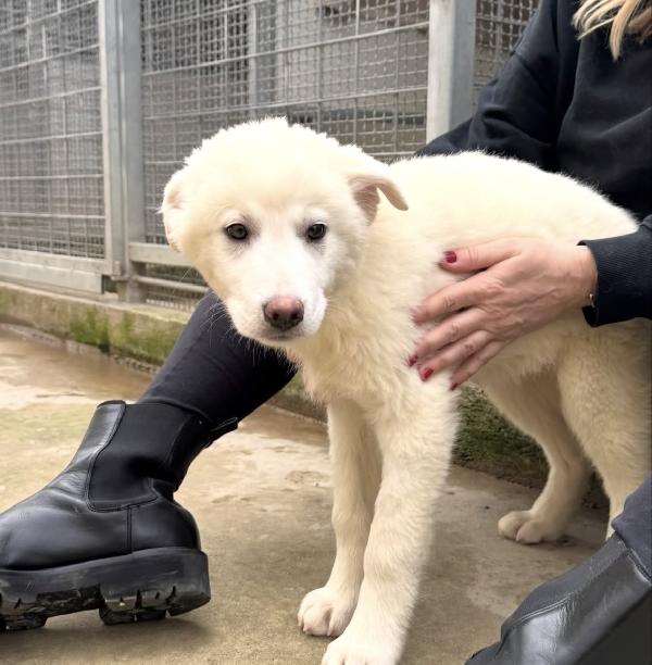 Patatina splendida dolce cucciola cerca casa  Foto 6
