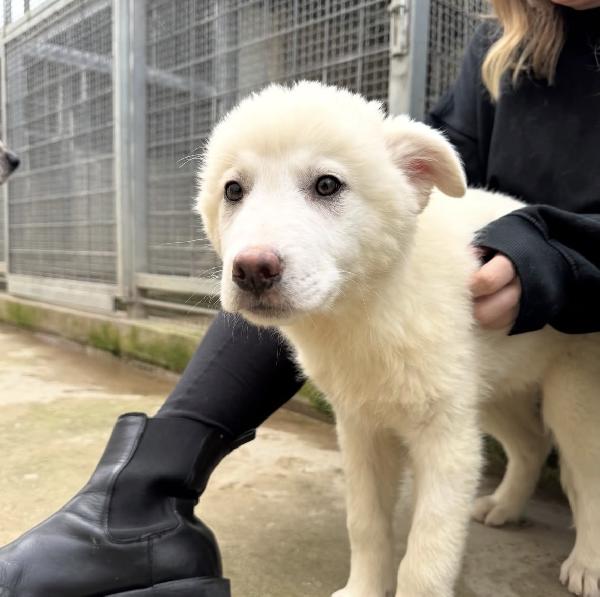 Patatina splendida dolce cucciola cerca casa  Foto 7