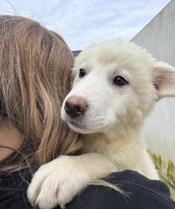 Patatina splendida dolce cucciola cerca casa  Foto 9
