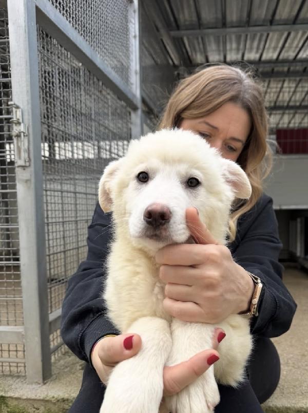 Patatina splendida dolce cucciola cerca casa  Foto 10