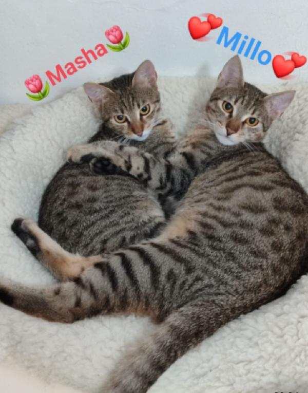 2Mici Tigrati 7Mesi Affettuosi. Urge Casa Bari