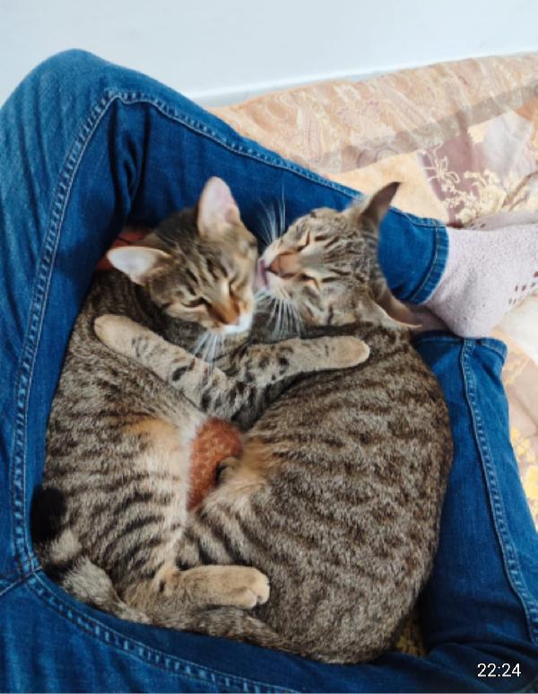 2mici tigrati 7mesi affettuosi. URGE CASA BARI Foto 4