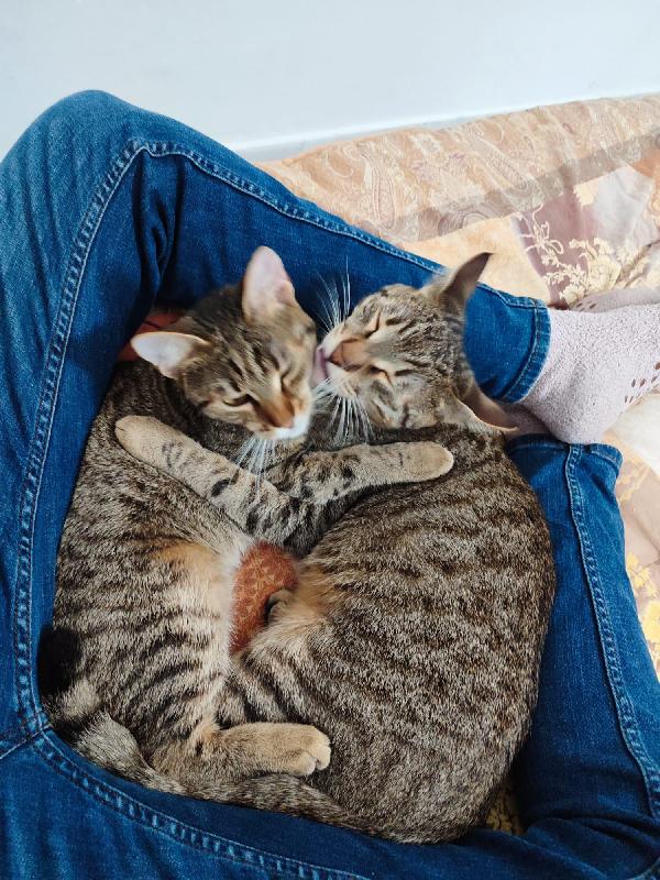 2mici tigrati 7mesi affettuosi. URGE CASA BARI Foto 5