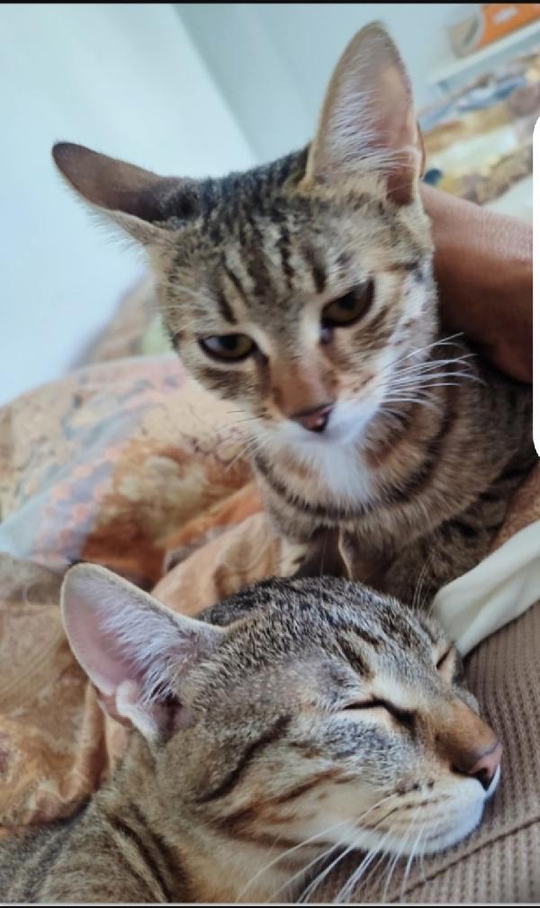 2mici tigrati 7mesi affettuosi. URGE CASA BARI Foto 7