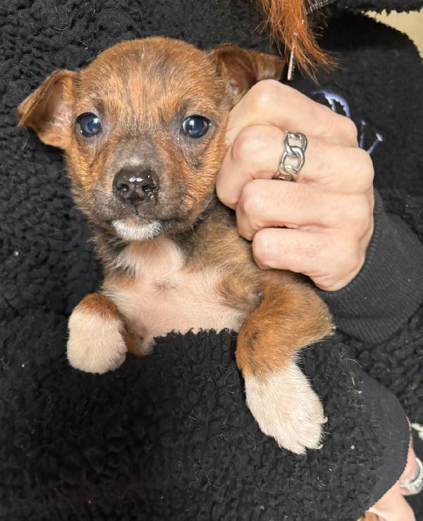 Kiko, 25.11.2025,a.do.ra.bi.le Foto 4