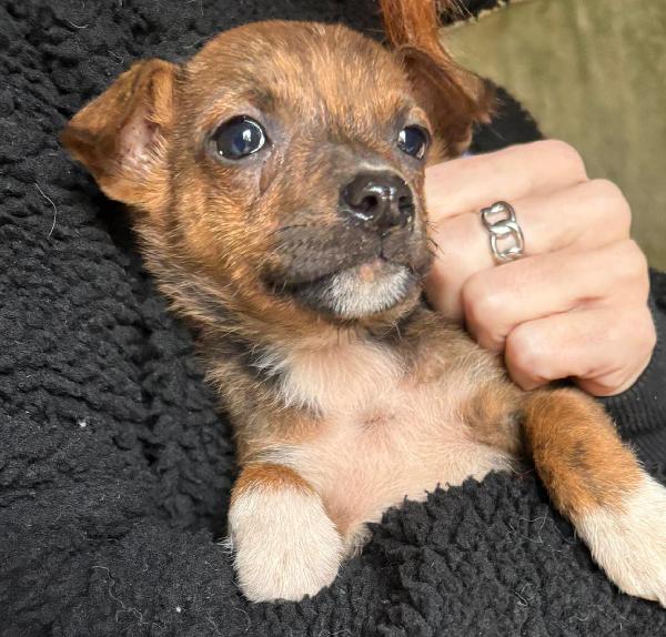 Kiko, piccolo tesoro, nato il 25.11.2025 Foto 3