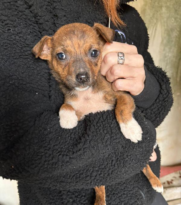 Kiko, piccolo tesoro, nato il 25.11.2025 Foto 4