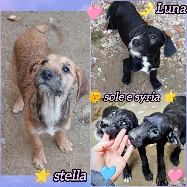 Cuccioli Mix Spinoncini 