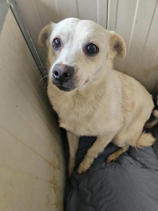 Boris Giovane Cagnolino Bisognoso Taglia Piccola 