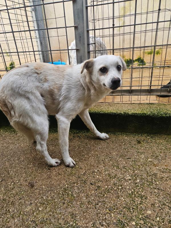 Boris giovane cagnolino bisognoso taglia piccola  Foto 3