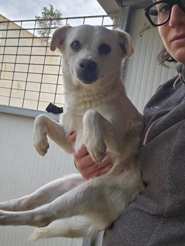 Boris giovane cagnolino bisognoso taglia piccola  Foto 4