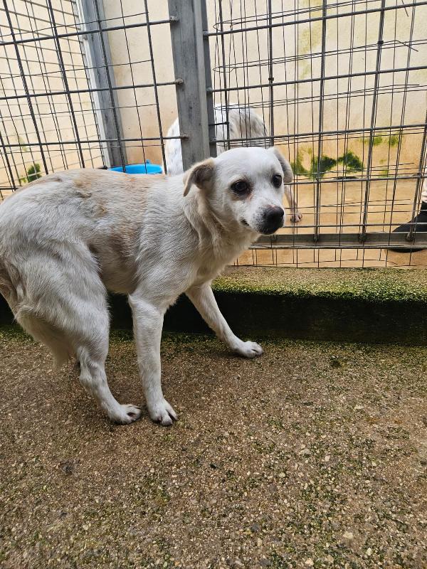 Boris giovane cagnolino bisognoso taglia piccola  Foto 5