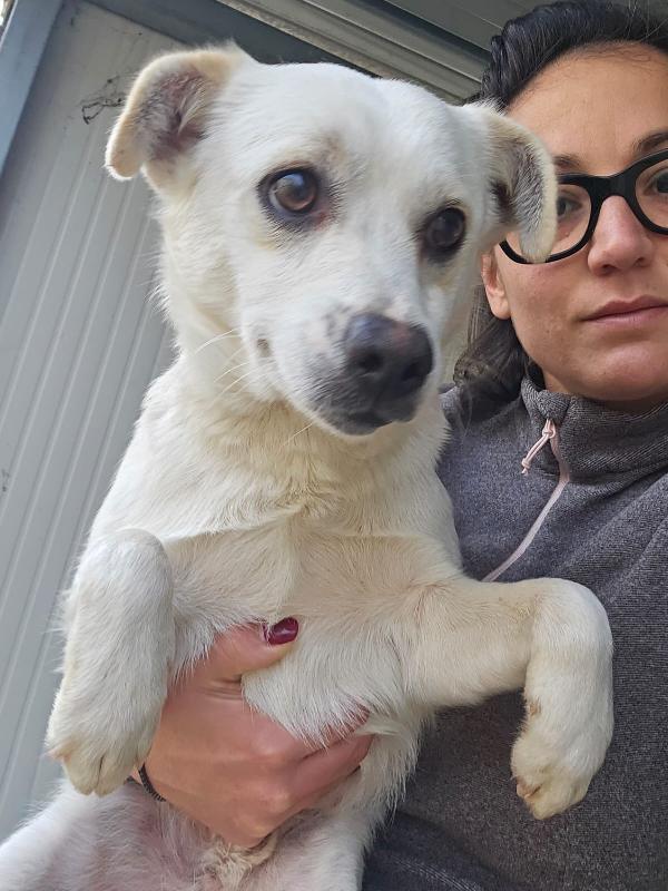 Boris giovane cagnolino bisognoso taglia piccola  Foto 6