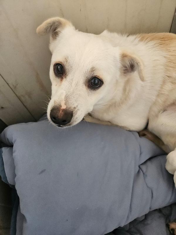 Boris giovane cagnolino bisognoso taglia piccola  Foto 7