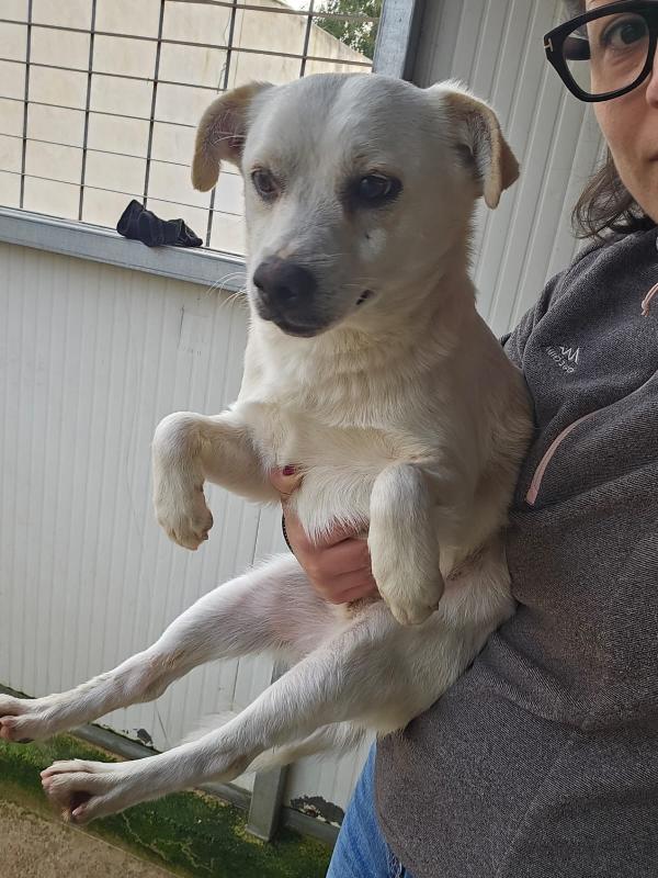 Boris giovane cagnolino bisognoso taglia piccola  Foto 9