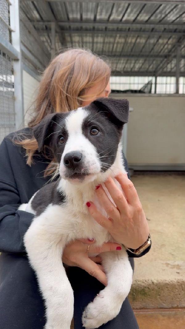 Olga Splendida Cucciolotta Bicolore Cerca Famiglia